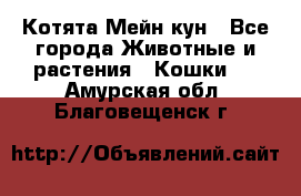 Котята Мейн кун - Все города Животные и растения » Кошки   . Амурская обл.,Благовещенск г.